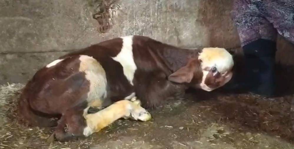 Ahırdan gelen sese koştu, yeni doğan buzağıyı görünce şaştı kaldı 5